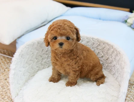 TUVALET EGITIMLI TOY POODLE BEBEKLERIM - 11398 - Görsel 4