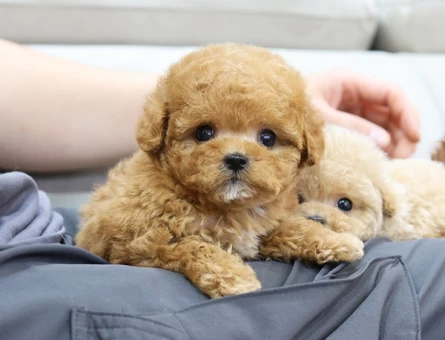 COK AKILLI KORE TOY POODLE BEBEKLERIMIZ - 11399