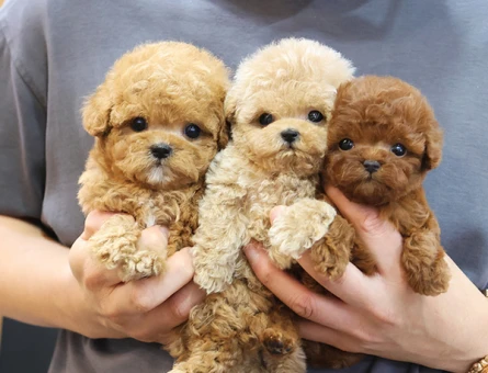 COK AKILLI KORE TOY POODLE BEBEKLERIMIZ - 11399 - Görsel 3