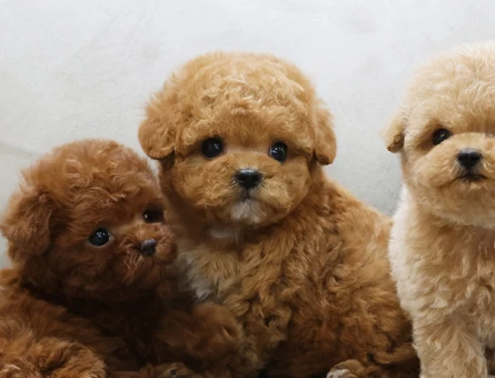 COK AKILLI KORE TOY POODLE BEBEKLERIMIZ - 11399 - Görsel 4