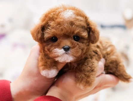 Super zeki toy poodle cocuklarim - 11400