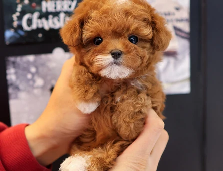 Super zeki toy poodle cocuklarim - 11400 - Görsel 3