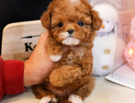 Super zeki toy poodle cocuklarim - 11400 - Görsel 4