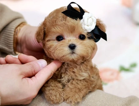 COK GUZEL MUTLU VE SEVIMLI KOREAN TOY POODLE COCUKLARIMIZ - 11401