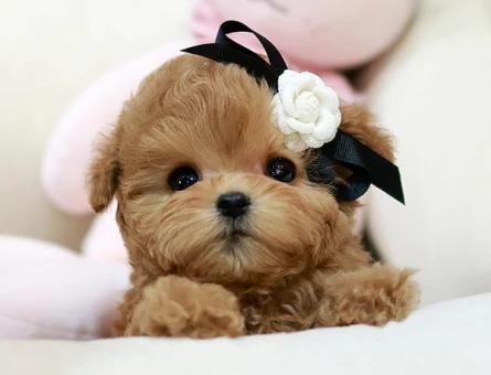 COK GUZEL MUTLU VE SEVIMLI KOREAN TOY POODLE COCUKLARIMIZ - 11401 - Görsel 3