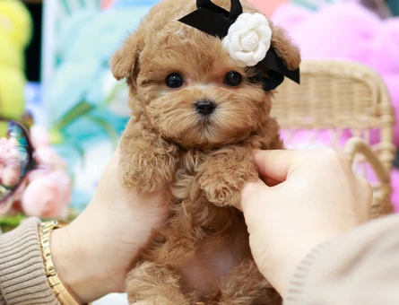 COK GUZEL MUTLU VE SEVIMLI KOREAN TOY POODLE COCUKLARIMIZ - 11401 - Görsel 4