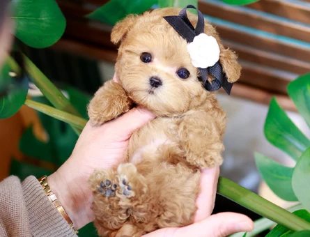 COK GUZEL MUTLU VE SEVIMLI KOREAN TOY POODLE COCUKLARIMIZ - 11401 - Görsel 5
