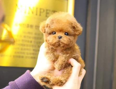 SHOW KALITE GUZEL TOY POODLE BEBEKLERIM - 11402