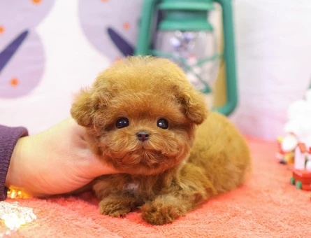 SHOW KALITE GUZEL TOY POODLE BEBEKLERIM - 11402 - Görsel 3