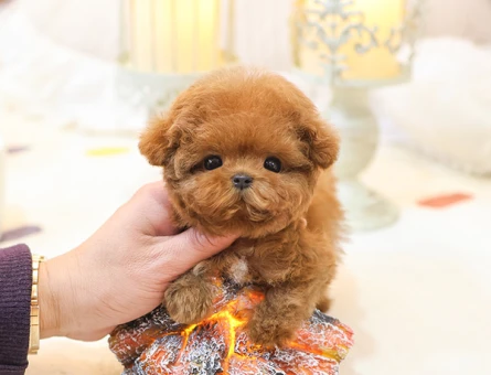 SHOW KALITE GUZEL TOY POODLE BEBEKLERIM - 11402 - Görsel 4
