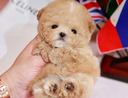 SEKER KIVAMINDA KORE POODLE BEBISLERIMIZ - 11404