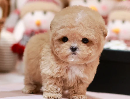 SEKER KIVAMINDA KORE POODLE BEBISLERIMIZ - 11404 - Görsel 3