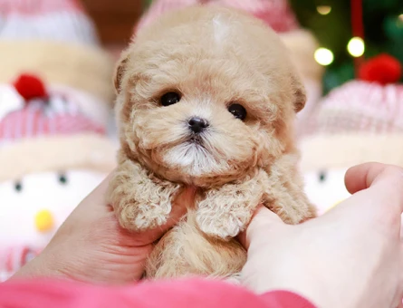 SEKER KIVAMINDA KORE POODLE BEBISLERIMIZ - 11404 - Görsel 4