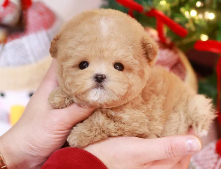 SEKER KIVAMINDA KORE POODLE BEBISLERIMIZ - 11404 - Görsel 5