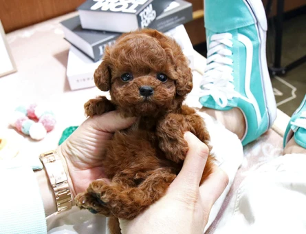 Korean toy poodle bebeklerimiz - 11405