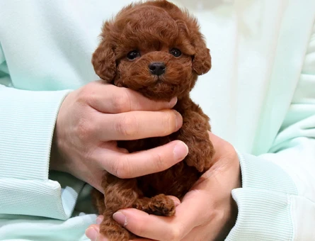 Korean toy poodle bebeklerimiz - 11405 - Görsel 3