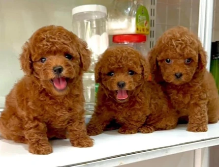 ENFES GUZELLIKTEKI TOY POODLE BEBISLERIMIZ - 11406