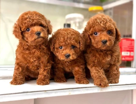 ENFES GUZELLIKTEKI TOY POODLE BEBISLERIMIZ - 11406 - Görsel 3