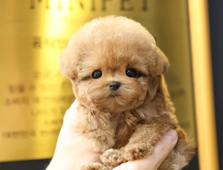 ENFES GUZELLIKTEKI TOY POODLE BEBISLERIMIZ - 11407