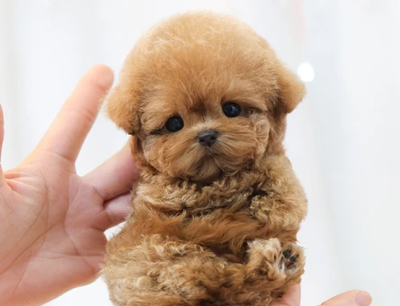 ENFES GUZELLIKTEKI TOY POODLE BEBISLERIMIZ - 11407 - Görsel 3