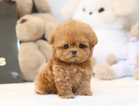 ENFES GUZELLIKTEKI TOY POODLE BEBISLERIMIZ - 11407 - Görsel 4