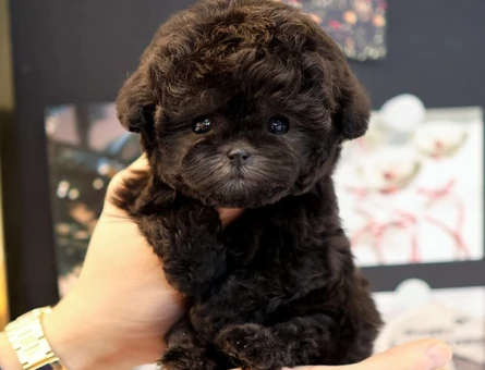 SEVGI PITIRCIGI KOREAN TOY POODLE COCUKLARIM - 11408