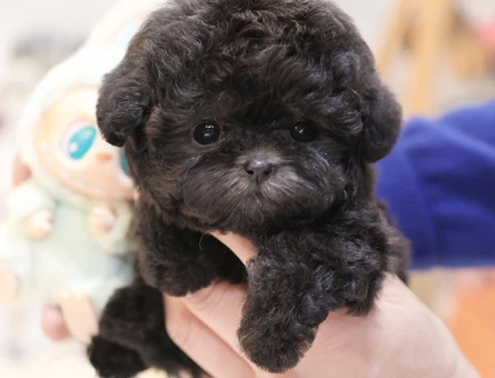 SEVGI PITIRCIGI KOREAN TOY POODLE COCUKLARIM - 11408 - Görsel 3