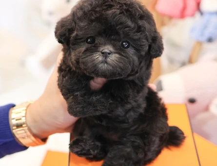 SEVGI PITIRCIGI KOREAN TOY POODLE COCUKLARIM - 11408 - Görsel 4