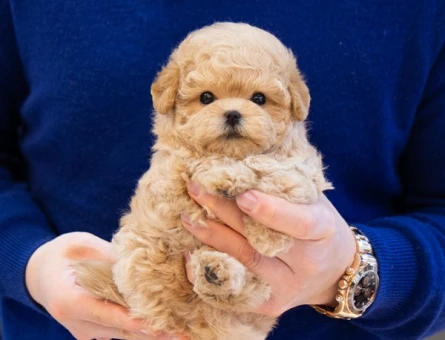 A kalite korean toy poodle cocuklarim - 11409