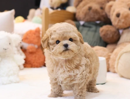A kalite korean toy poodle cocuklarim - 11409 - Görsel 3