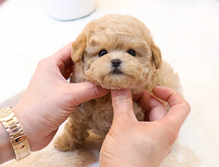 A kalite korean toy poodle cocuklarim - 11409 - Görsel 4