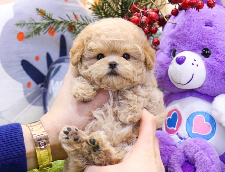 A kalite korean toy poodle cocuklarim - 11409 - Görsel 5