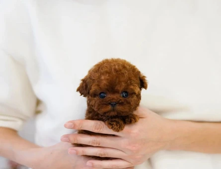 EN KUCUK BOY KORE POODLE YAVRULARIMIZ - 11414