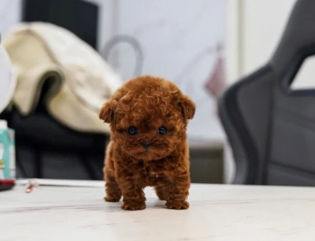 EN KUCUK BOY KORE POODLE YAVRULARIMIZ - 11414 - Görsel 3