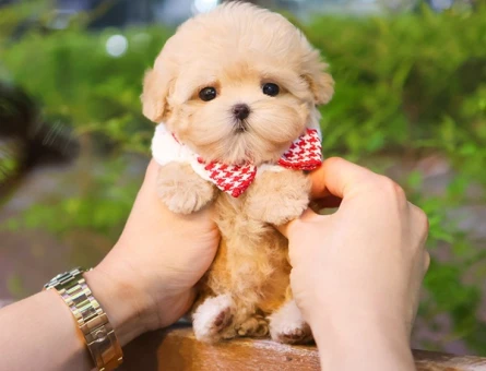 ÖZELMI OZEL KOREAN TOY POODLE COCUKLARIM - 11420