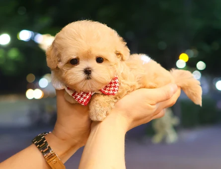 ÖZELMI OZEL KOREAN TOY POODLE COCUKLARIM - 11420 - Görsel 3