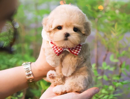 ÖZELMI OZEL KOREAN TOY POODLE COCUKLARIM - 11420 - Görsel 4
