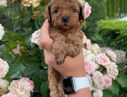 Toy poodle - 11421