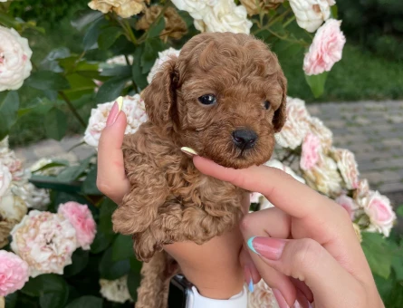 Toy poodle - 11421 - Görsel 3
