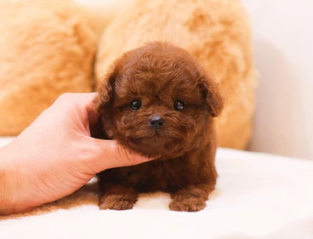 A+++ kalite korean toy poodle cocuklarim - 11422