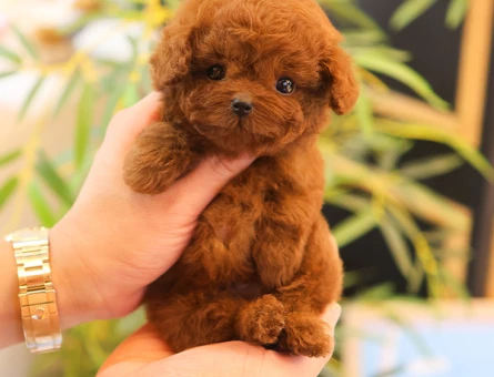 A kalite korean toy poodle cocuklarim - 11422 - Görsel 3