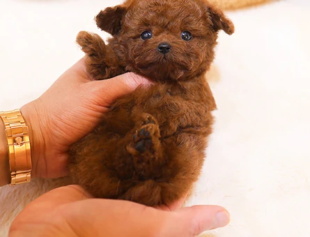 A kalite korean toy poodle cocuklarim - 11422 - Görsel 4