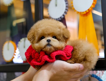 UST KALITE KORE TOY POODLE COCUKLARIM - 11423