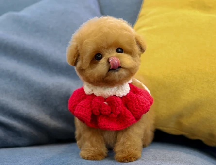 UST KALITE KORE TOY POODLE COCUKLARIM - 11423 - Görsel 3