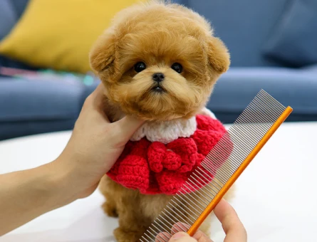 UST KALITE KORE TOY POODLE COCUKLARIM - 11423 - Görsel 4
