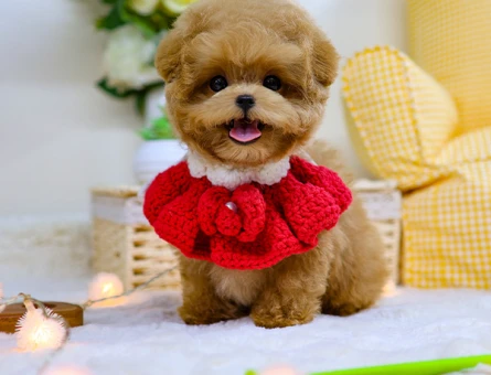 UST KALITE KORE TOY POODLE COCUKLARIM - 11423 - Görsel 5