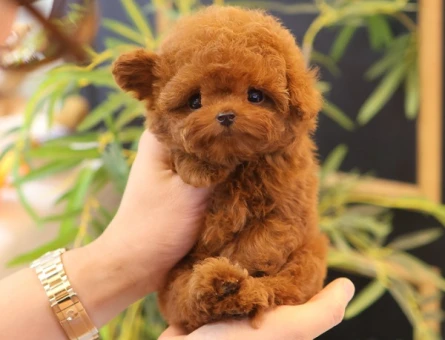 FINCAN BOY MICRO POODLE YAVRULARIM - 11424