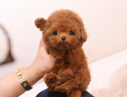 FINCAN BOY MICRO POODLE YAVRULARIM - 11424 - Görsel 3