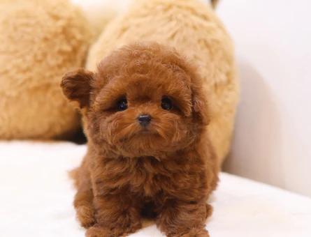 FINCAN BOY MICRO POODLE YAVRULARIM - 11424 - Görsel 4
