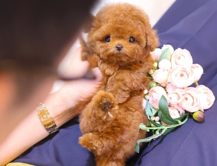 FINCAN BOY MICRO POODLE YAVRULARIM - 11424 - Görsel 5